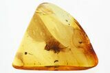 Fossil Beetle Larva (Coleoptera) in Baltic Amber #310899-1